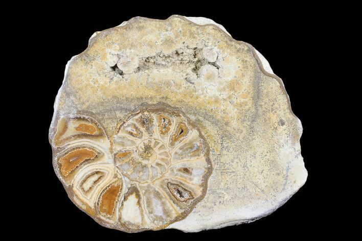 Cut/Polished Calycoceras Ammonite (Half) - Texas #93551